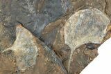Fossil Ginkgo Leaf Plate From North Dakota - Paleocene #238846-3